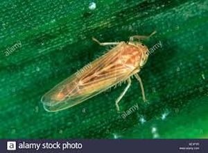 uploads/images/pest/maize leaf hopper.jpg